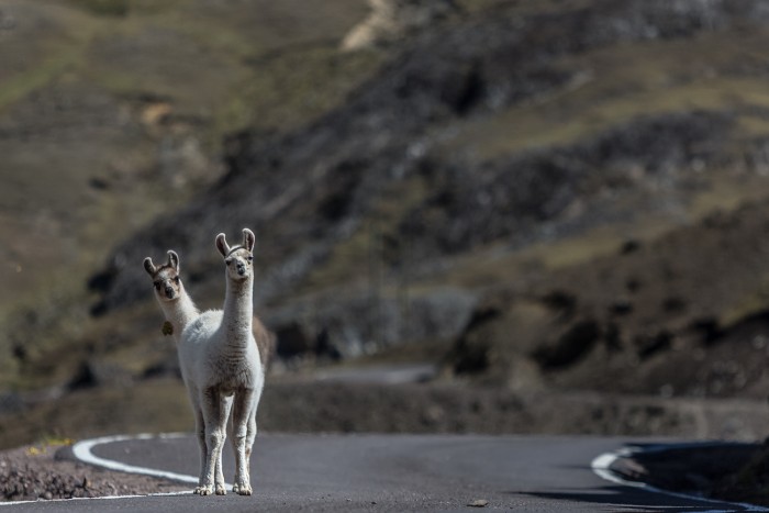 Llamas Around Cusco